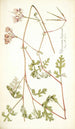 Pelargonium longicaule - Nikolaus Joseph Freiherr von Jacquin — widok dzieła