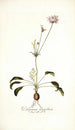 Pelargonium longifolium - Nikolaus Joseph Freiherr von Jacquin — widok dzieła