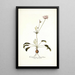 Pelargonium longifolium - Nikolaus Joseph Freiherr von Jacquin — oprawiony obraz na ścianie