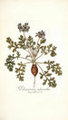 Pelargonium melananthon - Nikolaus Joseph Freiherr von Jacquin — widok dzieła