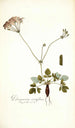 Pelargonium nervifolium - Nikolaus Joseph Freiherr von Jacquin — widok dzieła