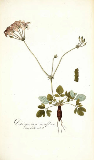 Nikolaus Joseph Freiherr von Jacquin - Pelargonium nervifolium.webp
