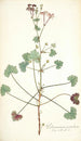Pelargonium patulum - Nikolaus Joseph Freiherr von Jacquin — widok dzieła