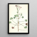 Pelargonium patulum - Nikolaus Joseph Freiherr von Jacquin — oprawiony obraz na ścianie