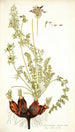 Pelargonium rapaceum - Nikolaus Joseph Freiherr von Jacquin — widok dzieła