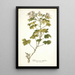 Pelargonium ribifolium - Nikolaus Joseph Freiherr von Jacquin — oprawiony obraz na ścianie