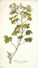Pelargonium ribifolium - Nikolaus Joseph Freiherr von Jacquin — widok dzieła
