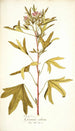 Pelargonium scabrum - Nikolaus Joseph Freiherr von Jacquin — widok dzieła