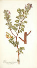 Pelargonium ternatum - Nikolaus Joseph Freiherr von Jacquin — widok dzieła