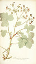 Pelargonium tomentosum - Nikolaus Joseph Freiherr von Jacquin — widok dzieła