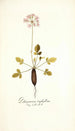 Pelargonium triphyllum - Nikolaus Joseph Freiherr von Jacquin — widok dzieła