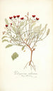 Pelargonium violareum - Nikolaus Joseph Freiherr von Jacquin — widok dzieła