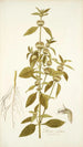 Phlomis caribaea - Nikolaus Joseph Freiherr von Jacquin — widok dzieła