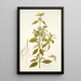 Phlomis caribaea - Nikolaus Joseph Freiherr von Jacquin — oprawiony obraz na ścianie