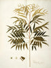 Phyllanthus speciosa - Nikolaus Joseph Freiherr von Jacquin — widok dzieła