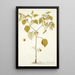 Physalis barbadensis - Nikolaus Joseph Freiherr von Jacquin — oprawiony obraz na ścianie