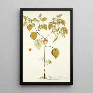 Nikolaus Joseph Freiherr von Jacquin - Physalis barbadensis.webp