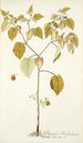 Physalis barbadensis - Nikolaus Joseph Freiherr von Jacquin — widok dzieła