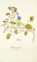Physalis prostrata - Nikolaus Joseph Freiherr von Jacquin — widok dzieła