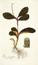 Piper clusiaefolium - Nikolaus Joseph Freiherr von Jacquin — widok dzieła