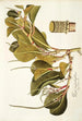 Piper magnoliaefolium - Nikolaus Joseph Freiherr von Jacquin — widok dzieła