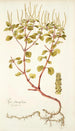 Piper obtusifolium - Nikolaus Joseph Freiherr von Jacquin — widok dzieła