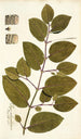 Piper tuberculatum - Nikolaus Joseph Freiherr von Jacquin — widok dzieła