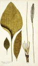 Plantago maxima - Nikolaus Joseph Freiherr von Jacquin — widok dzieła