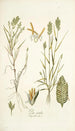 Poa sicula - Nikolaus Joseph Freiherr von Jacquin — widok dzieła