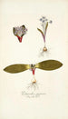 Polyanthes pygmaea - Nikolaus Joseph Freiherr von Jacquin — widok dzieła