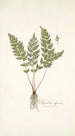 Polypodium alpinum - Nikolaus Joseph Freiherr von Jacquin — widok dzieła