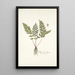 Polypodium alpinum - Nikolaus Joseph Freiherr von Jacquin — oprawiony obraz na ścianie