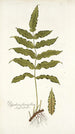 Polypodium fraxinifolium - Nikolaus Joseph Freiherr von Jacquin — widok dzieła