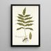 Polypodium fraxinifolium - Nikolaus Joseph Freiherr von Jacquin — oprawiony obraz na ścianie