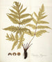 Polypodium hippocrepis - Nikolaus Joseph Freiherr von Jacquin — widok dzieła