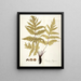 Polypodium hippocrepis - Nikolaus Joseph Freiherr von Jacquin — oprawiony obraz na ścianie