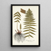 Polypodium molle - Nikolaus Joseph Freiherr von Jacquin — oprawiony obraz na ścianie