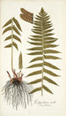 Polypodium molle - Nikolaus Joseph Freiherr von Jacquin — widok dzieła
