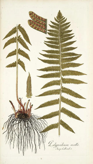 Nikolaus Joseph Freiherr von Jacquin - Polypodium molle.webp