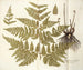 Polypodium multifidum - Nikolaus Joseph Freiherr von Jacquin — widok dzieła