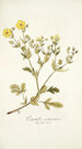 Potentilla astracanica - Nikolaus Joseph Freiherr von Jacquin — widok dzieła