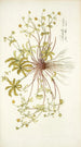 Potentilla opaca - Nikolaus Joseph Freiherr von Jacquin — widok dzieła