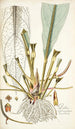 Pothos crassinervia - Nikolaus Joseph Freiherr von Jacquin — widok dzieła