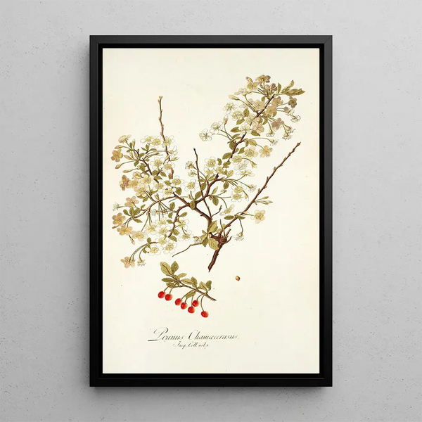 Prunus chamaecerasus - Nikolaus Joseph Freiherr von Jacquin — oprawiony obraz na ścianie