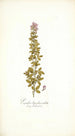 Psoralea bipedunculata - Nikolaus Joseph Freiherr von Jacquin — widok dzieła