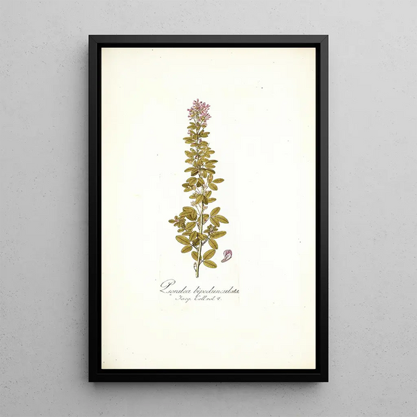 Psoralea bipedunculata - Nikolaus Joseph Freiherr von Jacquin — oprawiony obraz na ścianie