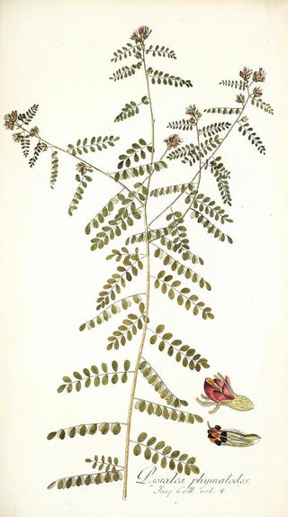 Nikolaus Joseph Freiherr von Jacquin - Psoralea phymatodes.webp