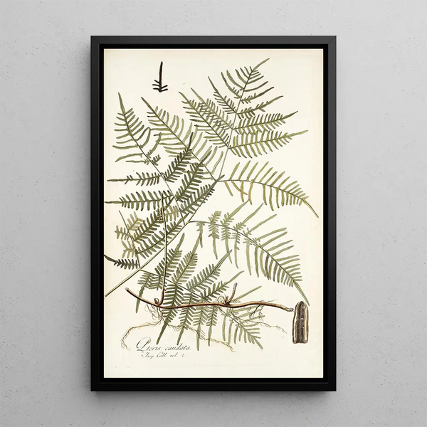 Pteris caudata - Nikolaus Joseph Freiherr von Jacquin — oprawiony obraz na ścianie