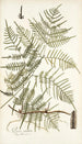 Pteris caudata - Nikolaus Joseph Freiherr von Jacquin — widok dzieła