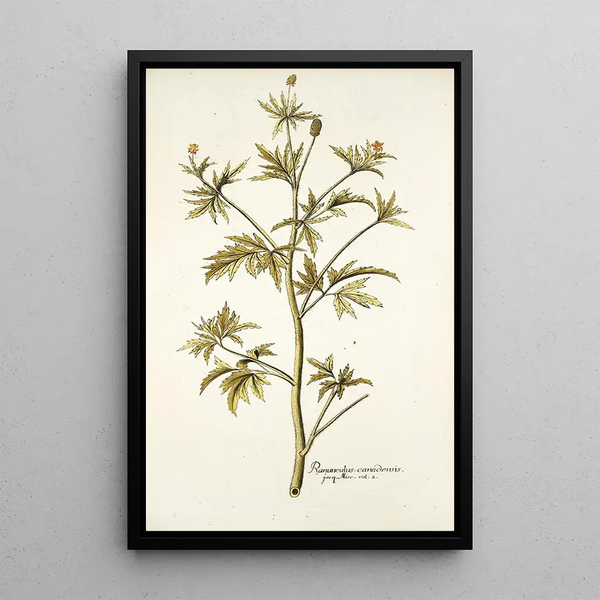 Ranunculus canadensis - Nikolaus Joseph Freiherr von Jacquin — oprawiony obraz na ścianie